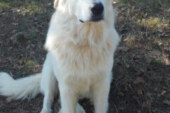 IL CANE DA GUARDIANIA – UN PROGETTO DEL PARCO NAZIONALE DELLE FORESTE CASENTINESI