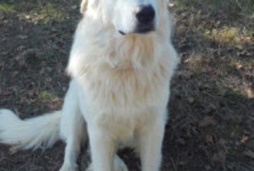 IL CANE DA GUARDIANIA – UN PROGETTO DEL PARCO NAZIONALE DELLE FORESTE CASENTINESI